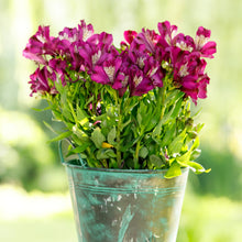 Load image into Gallery viewer, ALSTROEMERIA INCA BATAVIA 14CM
