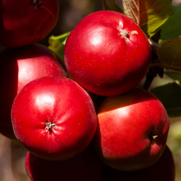 CRABAPPLE MALUS BIG RED 15.0L