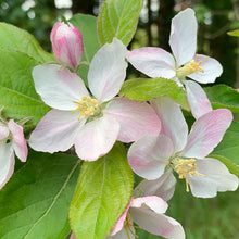 Load image into Gallery viewer, CRABAPPLE MALUS BIG RED 15.0L
