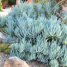 Load image into Gallery viewer, SENECIO MANDRALISCAE BLUE CHALKSTICKS 1.9L
