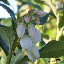 Load image into Gallery viewer, BLUEBERRY NORTHERN HIGHBUSH MUFFIN 1.9L
