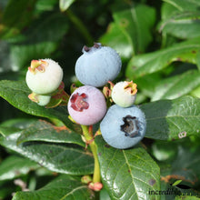 Load image into Gallery viewer, BLUEBERRY NORTHERN HIGHBUSH MUFFIN 1.9L
