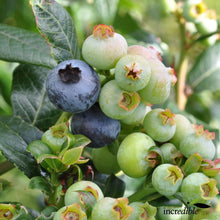 Load image into Gallery viewer, BLUEBERRY NORTHERN HIGHBUSH MUFFIN 1.9L
