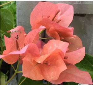 BOUGAINVILLEA BAMBINO MISKI 2.0L