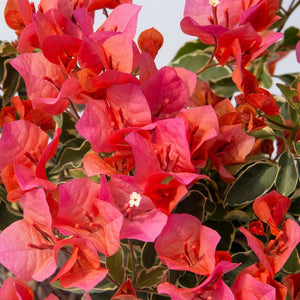 BOUGAINVILLEA BAMBINO MISKI 2.0L