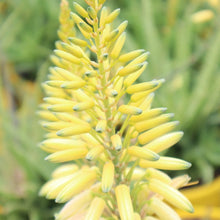 Load image into Gallery viewer, ALOE BUSH BABY YELLOW 2.5L
