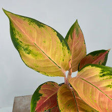 Load image into Gallery viewer, AGLAONEMA SPITFIRE 12CM
