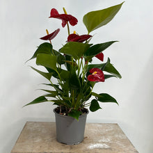 Load image into Gallery viewer, ANTHURIUM ANDREANUM 12CM
