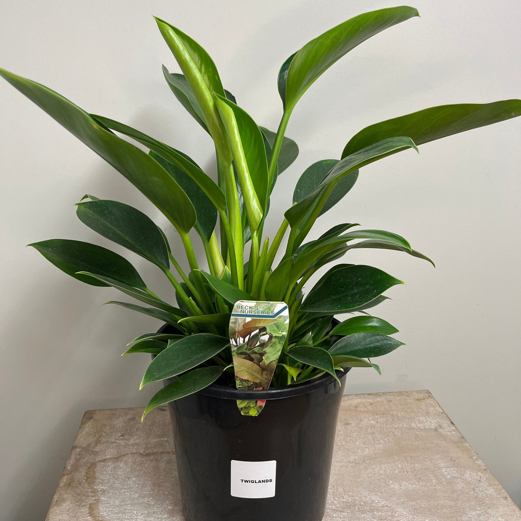 PHILODENDRON GREEN PRINCESS 20CM