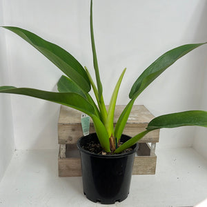 PHILODENDRON FATBOY 20CM