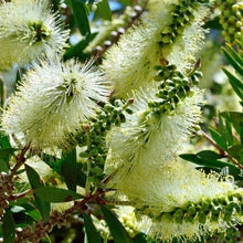 Load image into Gallery viewer, CALLISTEMON PALLIDUS LEMON BOTTLEBRUSH 3.5L
