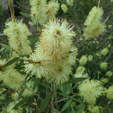 Load image into Gallery viewer, CALLISTEMON PALLIDUS LEMON BOTTLEBRUSH 3.5L
