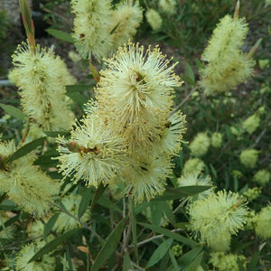 CALLISTEMON PALLIDUS LEMON BOTTLEBRUSH 3.5L