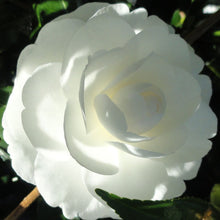 Load image into Gallery viewer, CAMELLIA SASANQUA EARLY PEARLY 4.0L
