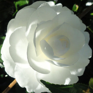 CAMELLIA SASANQUA EARLY PEARLY 4.0L