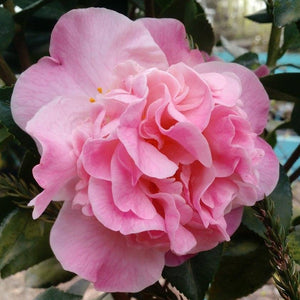 CAMELLIA HYBRID HIGH FRAGRANCE 4.0L