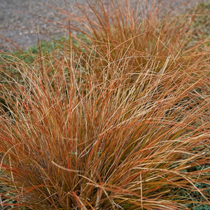 CAREX FLAGELLIFERA RED 10CM