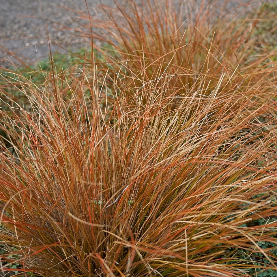 CAREX FLAGELLIFERA RED 10CM