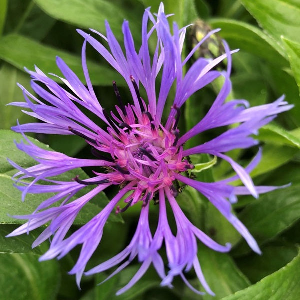 CENTAUREA MONTANA BLUE 14CM