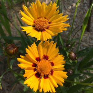 COREOPSIS SUNFIRE 14CM