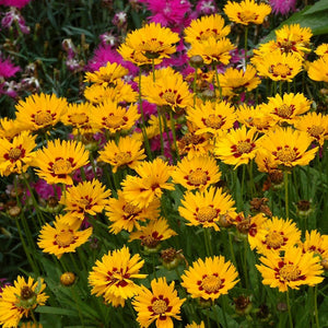 COREOPSIS SUNFIRE 14CM