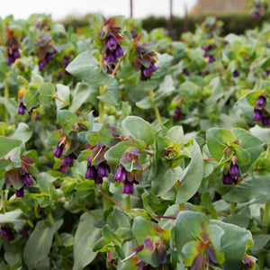 CERINTHE MAJOR HONEYWORT BLUE 14CM