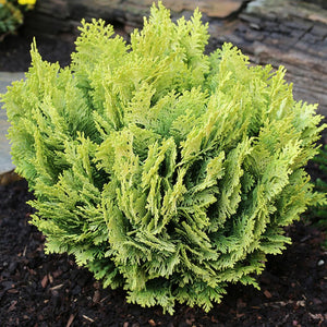 CHAMAECYPARIS LAWSONIANA MINIMA AUREA 2.5L