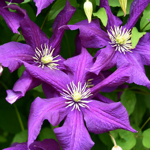 CLEMATIS HYBRID AOTEAROA 3.5L