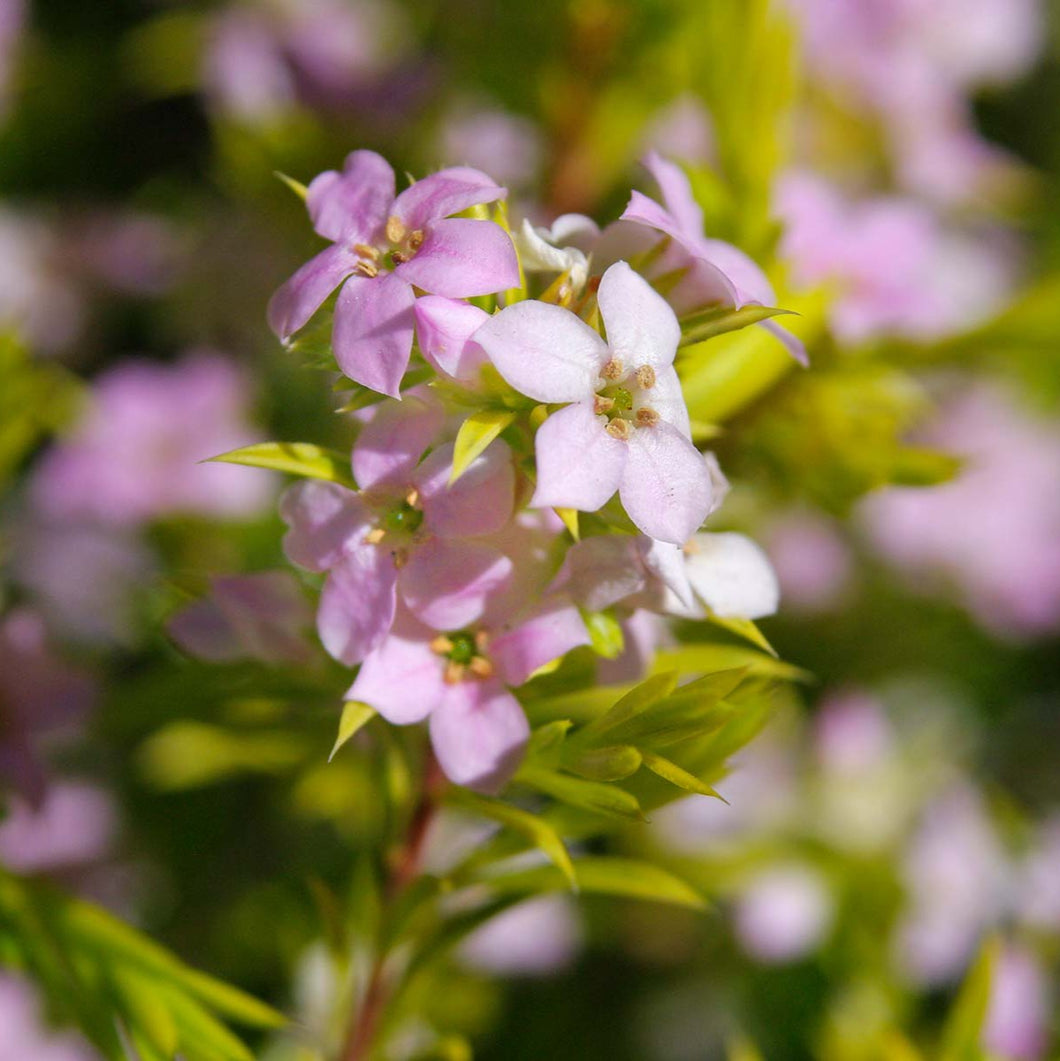 COLEONEMA PINKII 2.5L