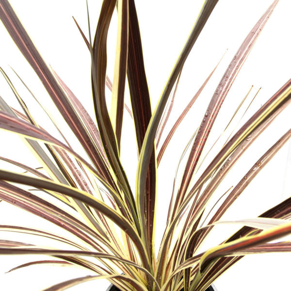 CORDYLINE ELECTRIC FLASH 2.5L