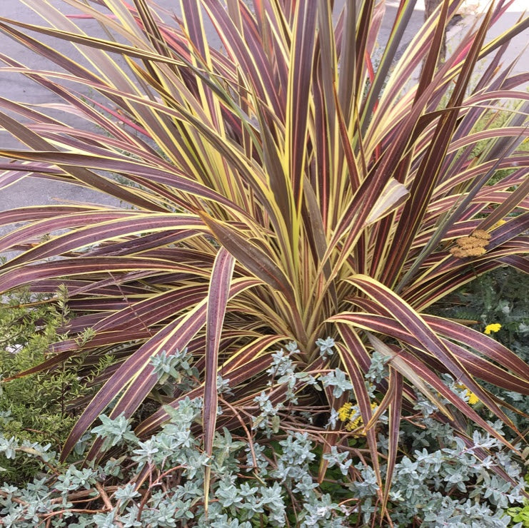 CORDYLINE ELECTRIC STAR 2.5L