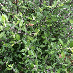 COROKIA CLOVER 3.3L