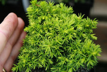 Load image into Gallery viewer, CRYPTOMERIA JAPONICA TENSAN 2.5L
