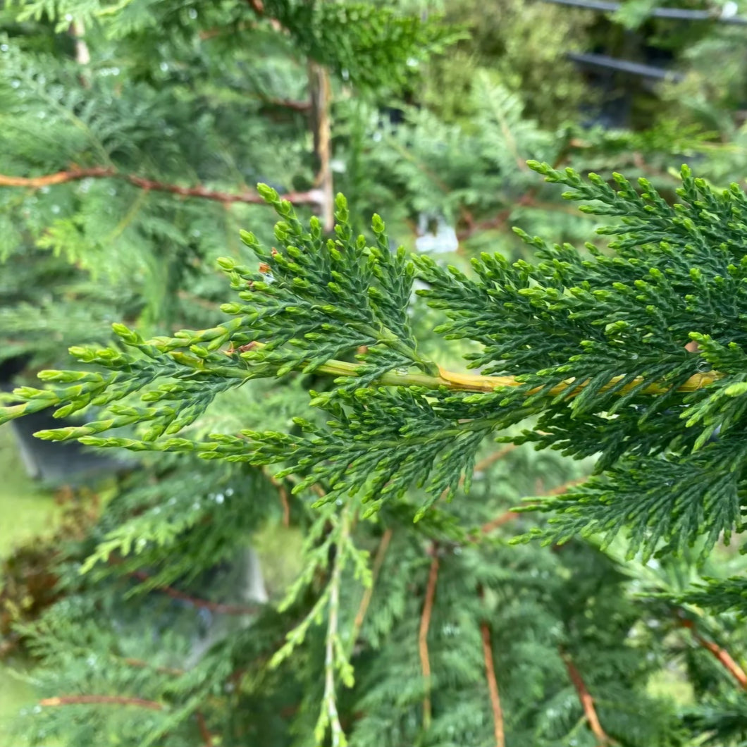 CUPRESSUS OVENSII 4.0L