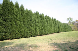 CUPRESSUS OVENSII 4.0L