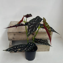Load image into Gallery viewer, BEGONIA MACULATA 14CM
