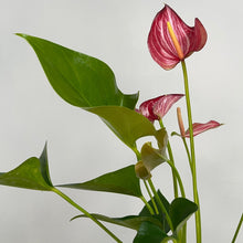 Load image into Gallery viewer, ANTHURIUM LIVIUM 12CM
