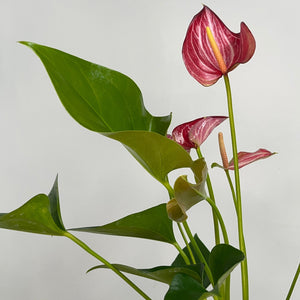 ANTHURIUM LIVIUM 12CM