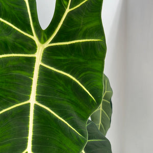 ALOCASIA FRYDEK 17CM