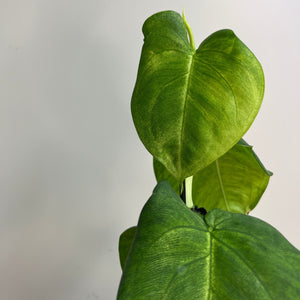 SYNGONIUM FROSTED HEART 12CM