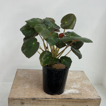 Load image into Gallery viewer, BEGONIA ELEPHANT EAR 12CM
