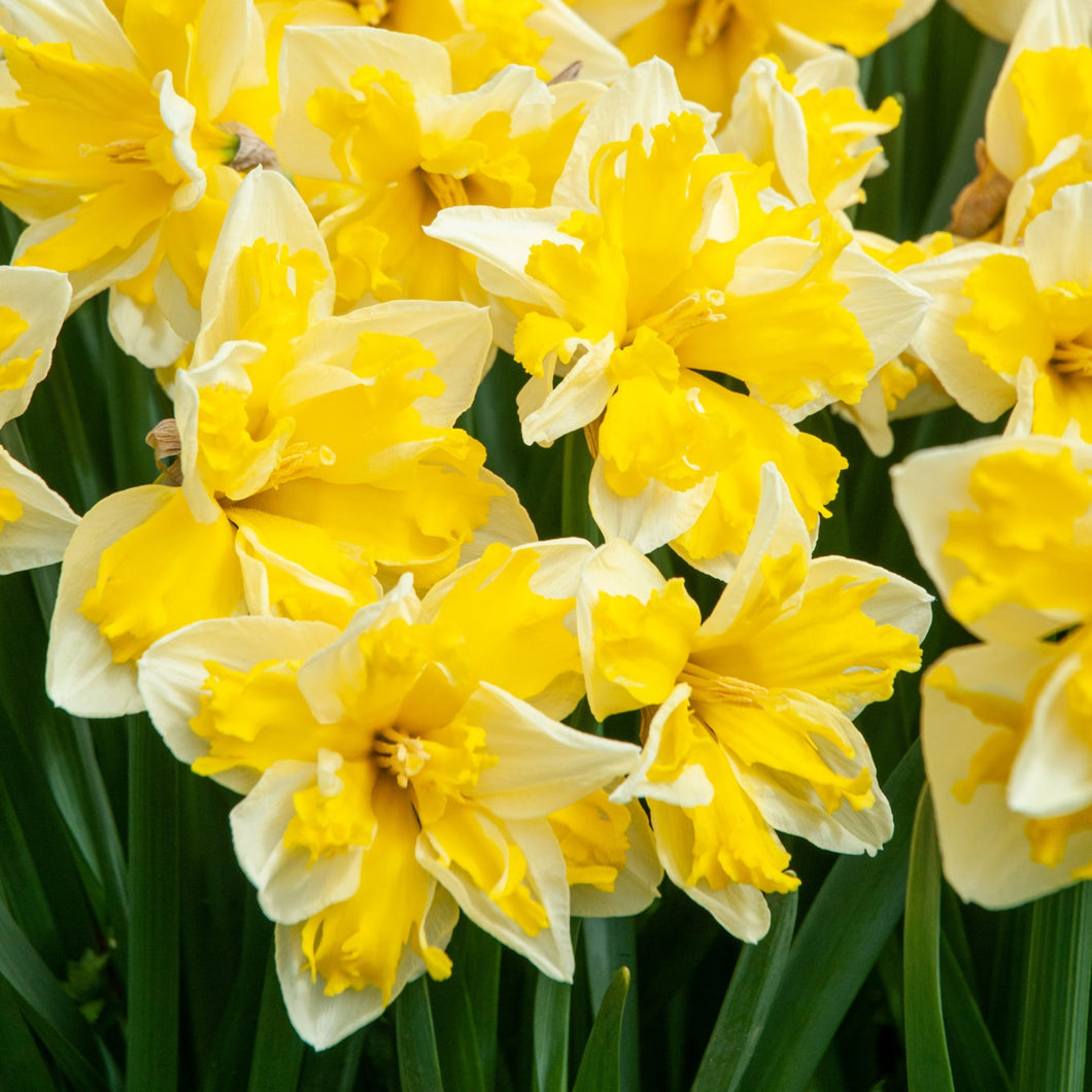 DAFFODIL SPLIT CORONA BANANA SPLASH 5PK