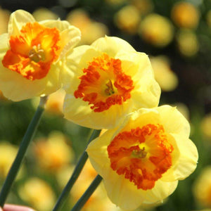 DAFFODIL SPLIT CORONA BERLIN 5PK