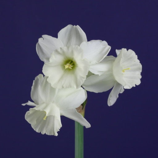 DAFFODIL MINIATURE ELVINS VOICE 5PK