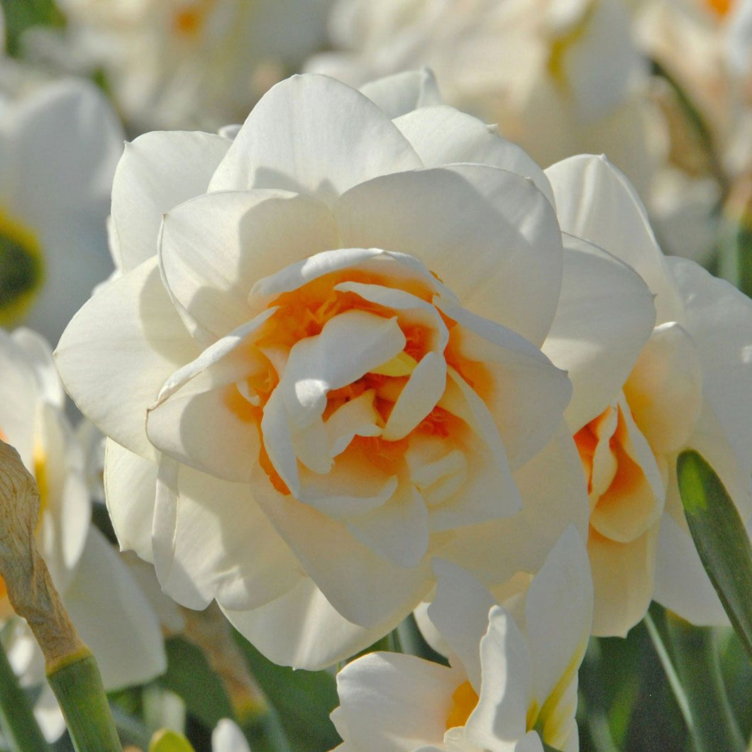 DAFFODIL DOUBLE GAY TABOR 5PK