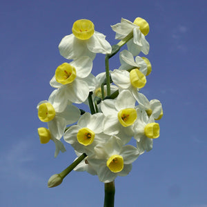 DAFFODIL TAZETTA GRAND MONARCH 5PK