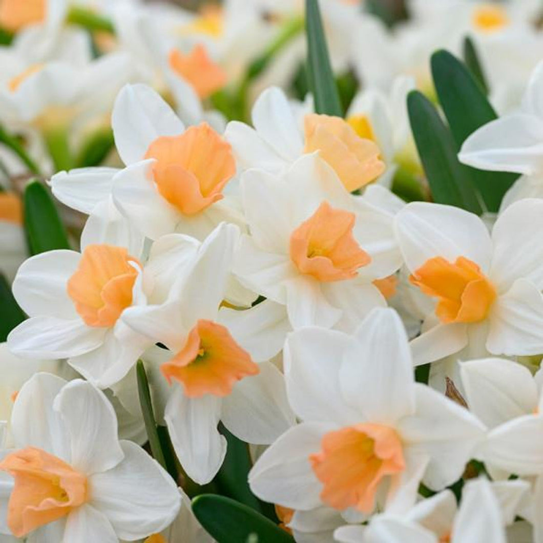 DAFFODIL TAZETTA KAPITI PEACH 5PK