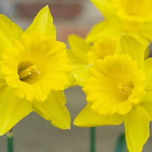 DAFFODIL TRUMPET KING ALFRED 5PK