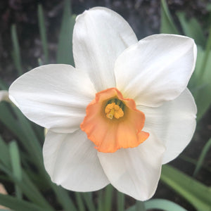 DAFFODIL MINIATURE SOFIA 5PK