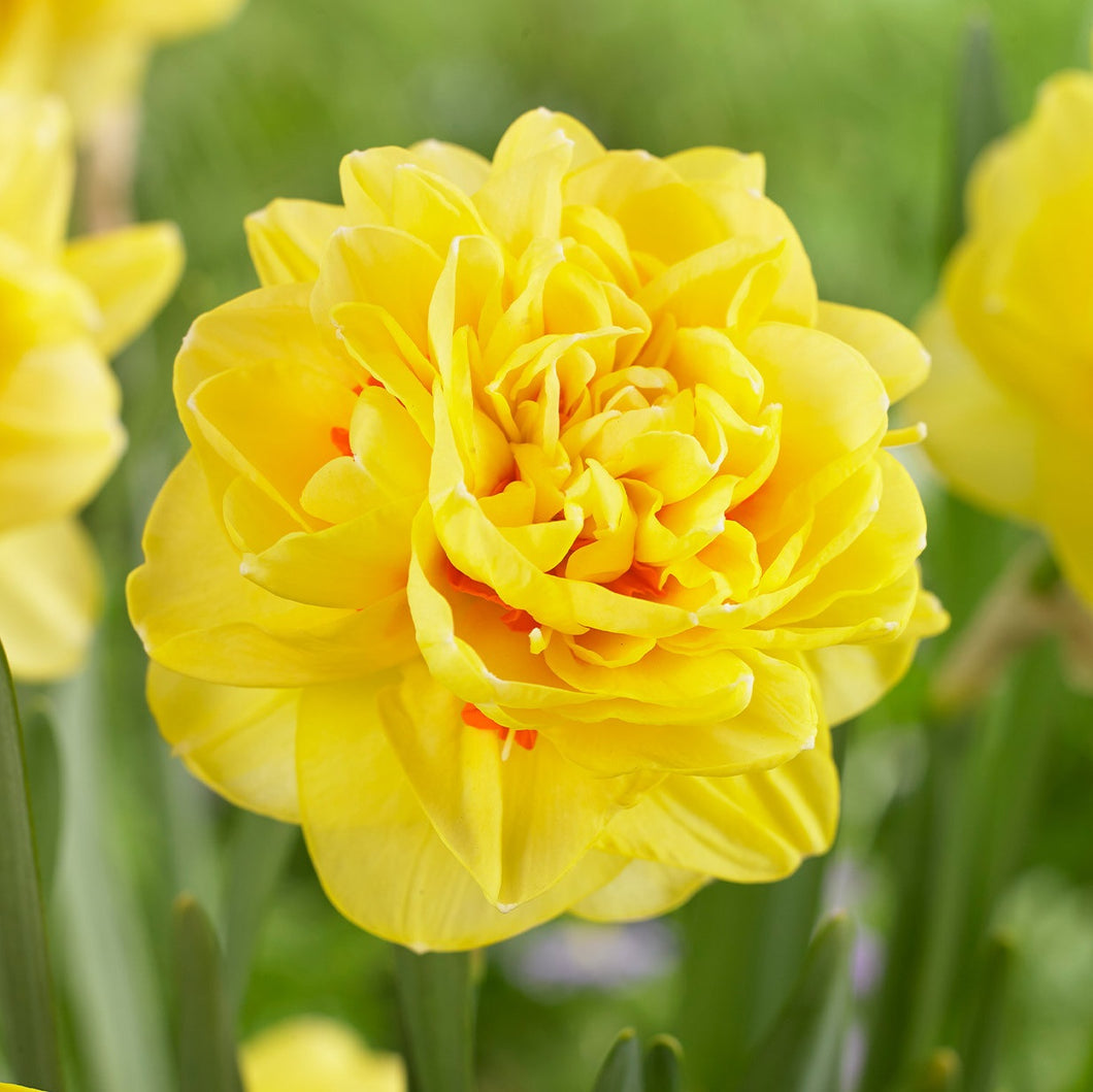 DAFFODIL DOUBLE SUNNY DAY 5PK